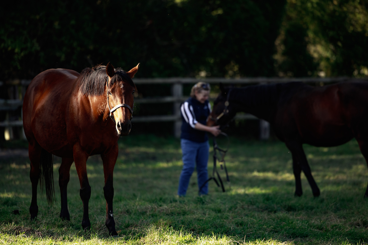 Haras du Vieux Pont, 16/10/2024, photo: Zuzanna Lupa
